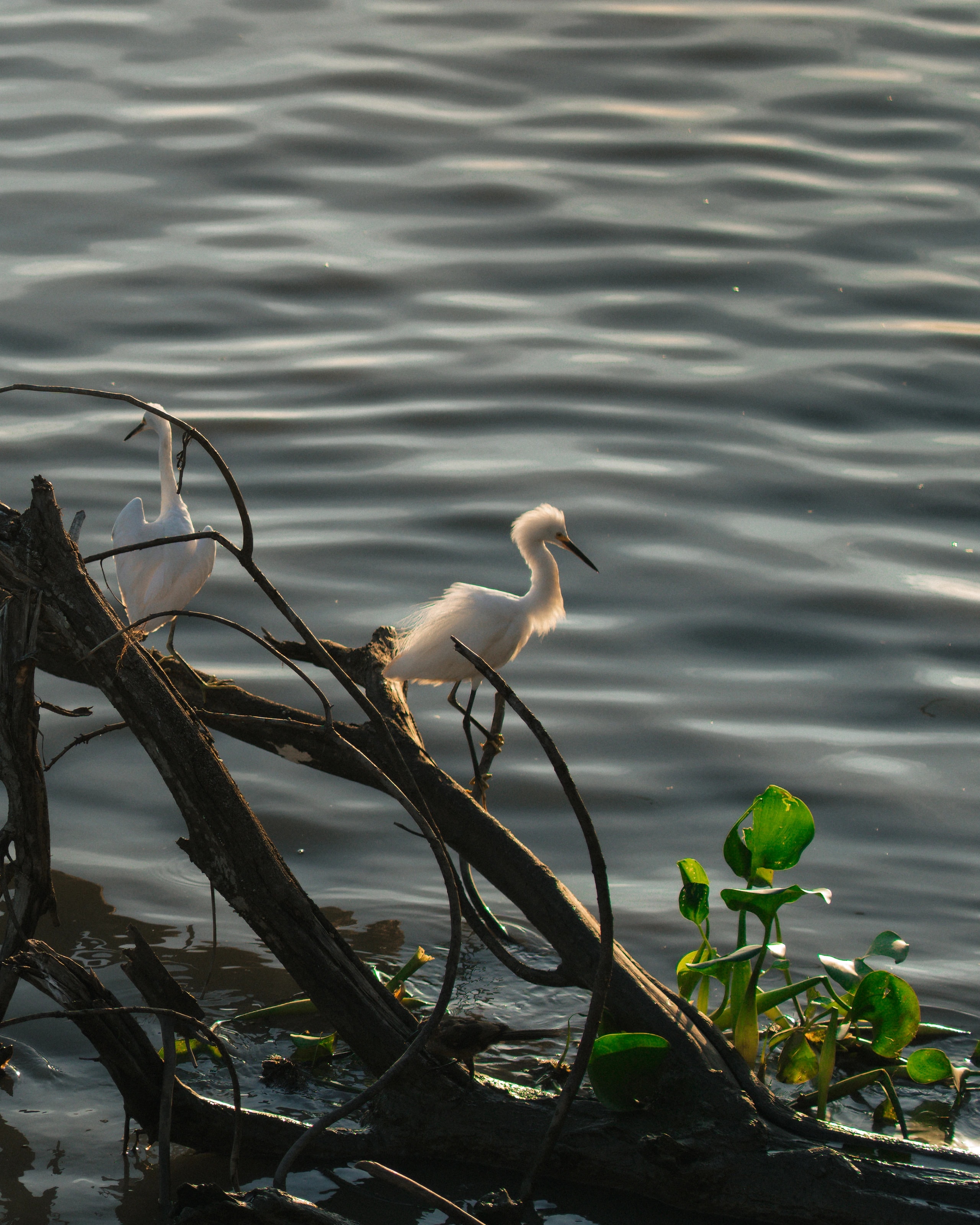 A white bird standing on driftwood