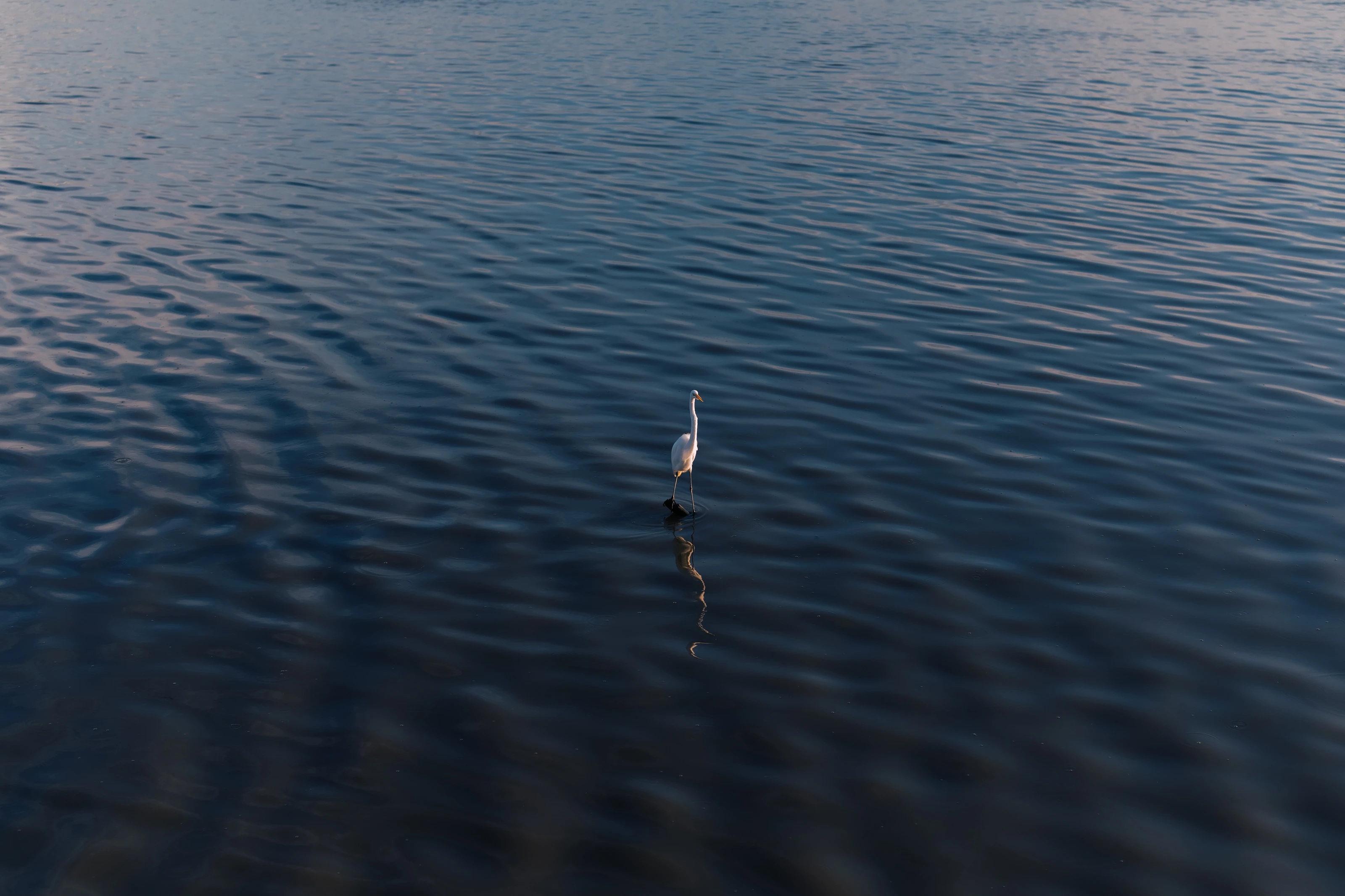 A white bird in deep blue water