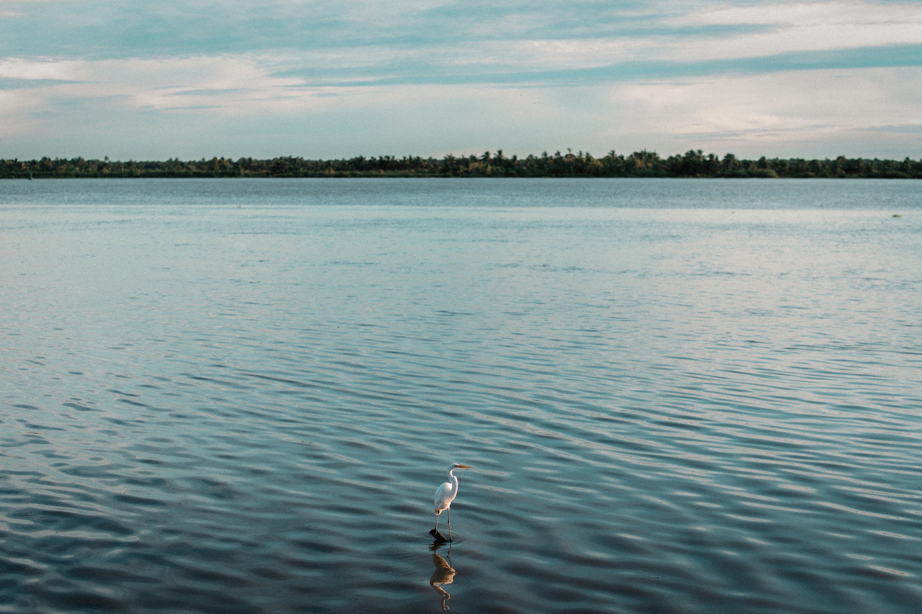 A bird standing in an expanse of blue water