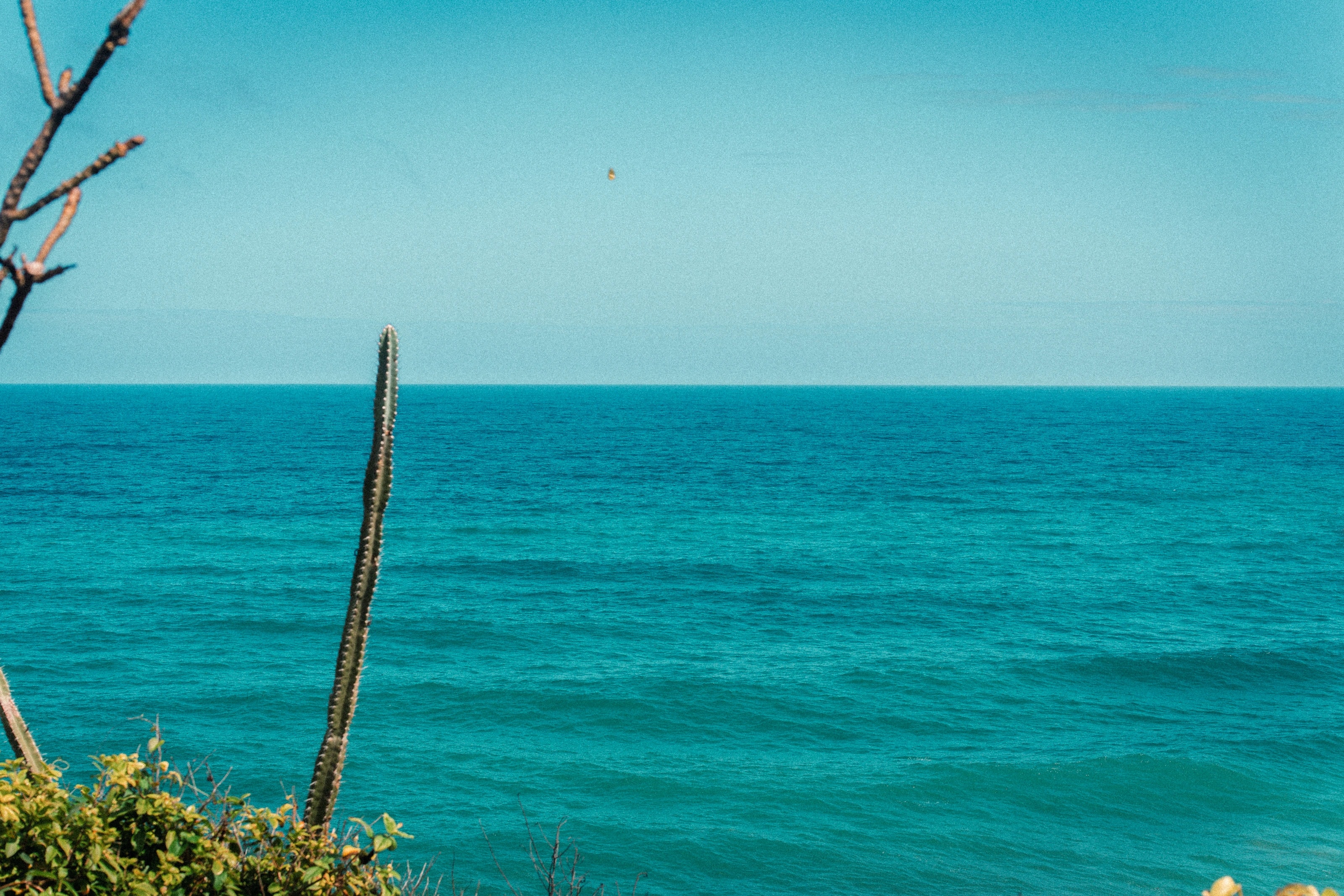 Blue sea framed by tropical plants