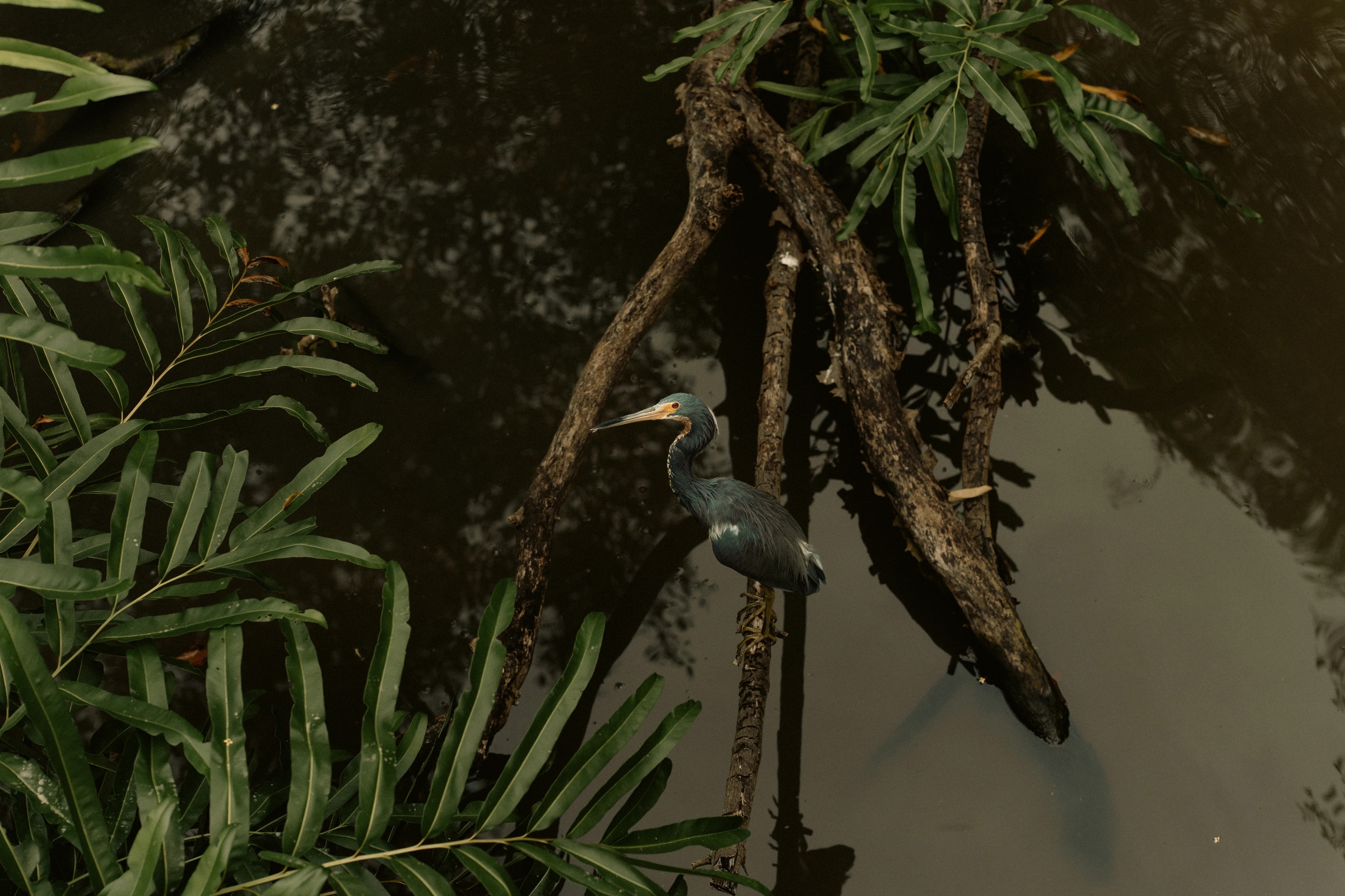 Branches and leaves above still water