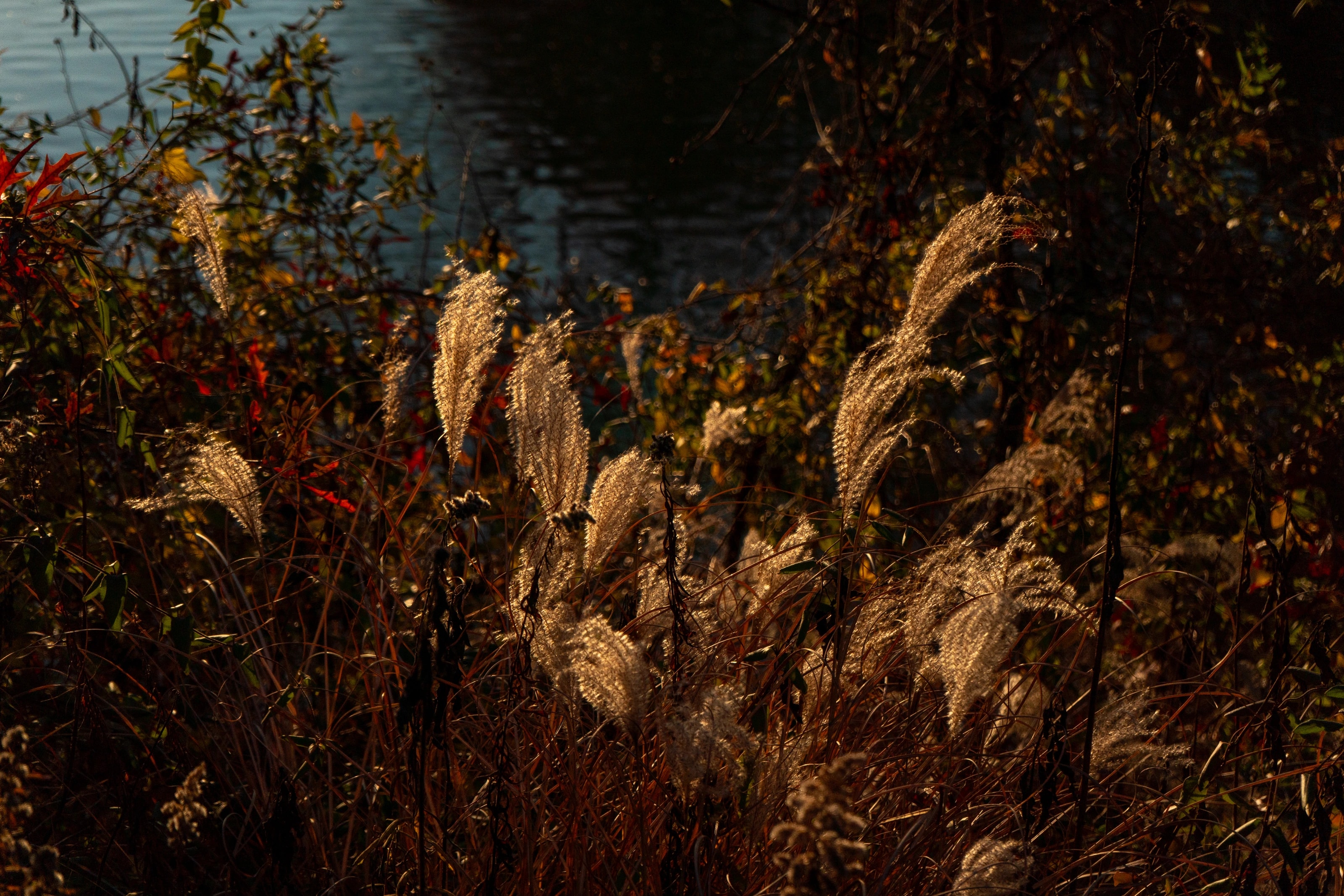 Tall grasses glowing in warm sunlight