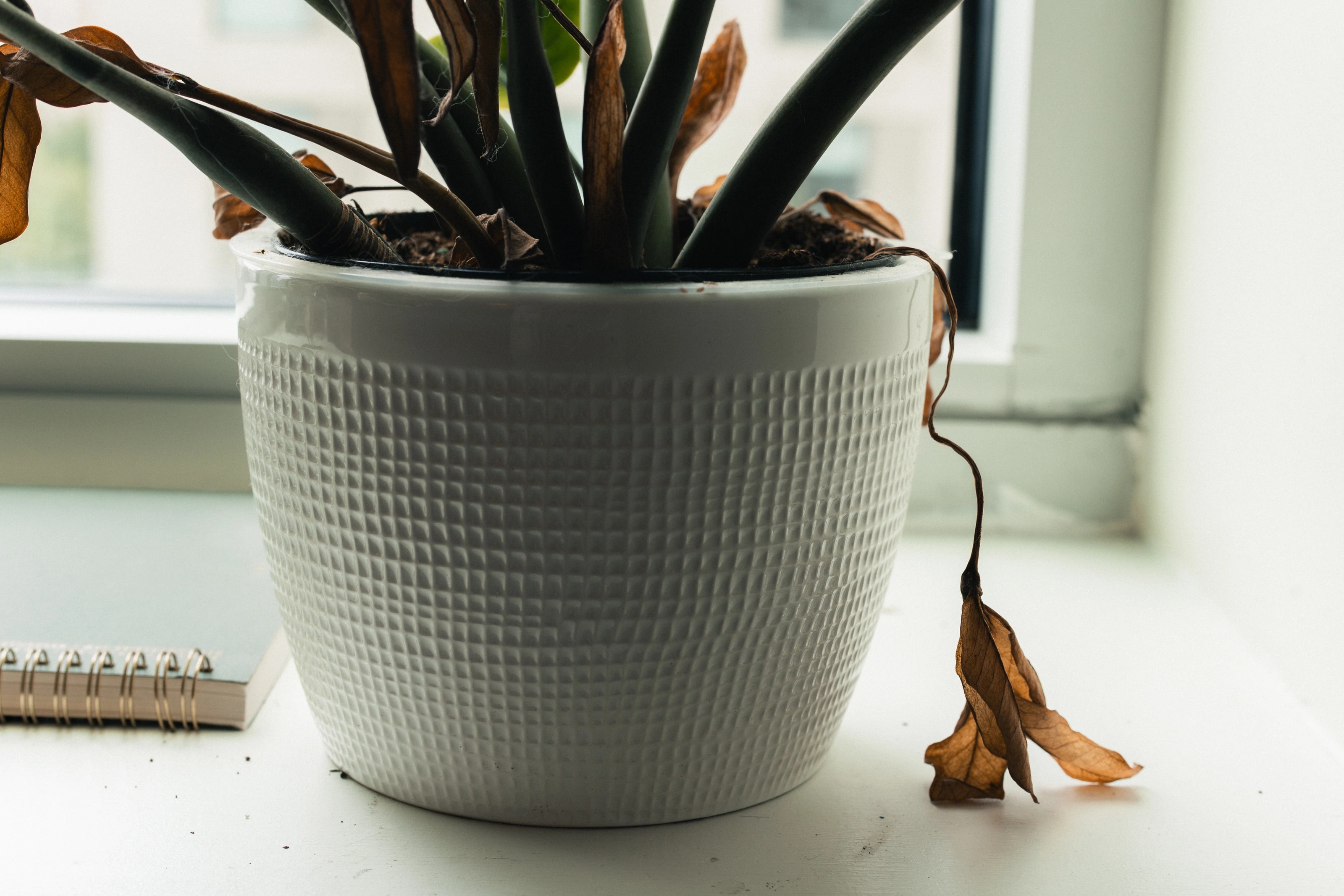 A potted plant and fallen leaves beside a window