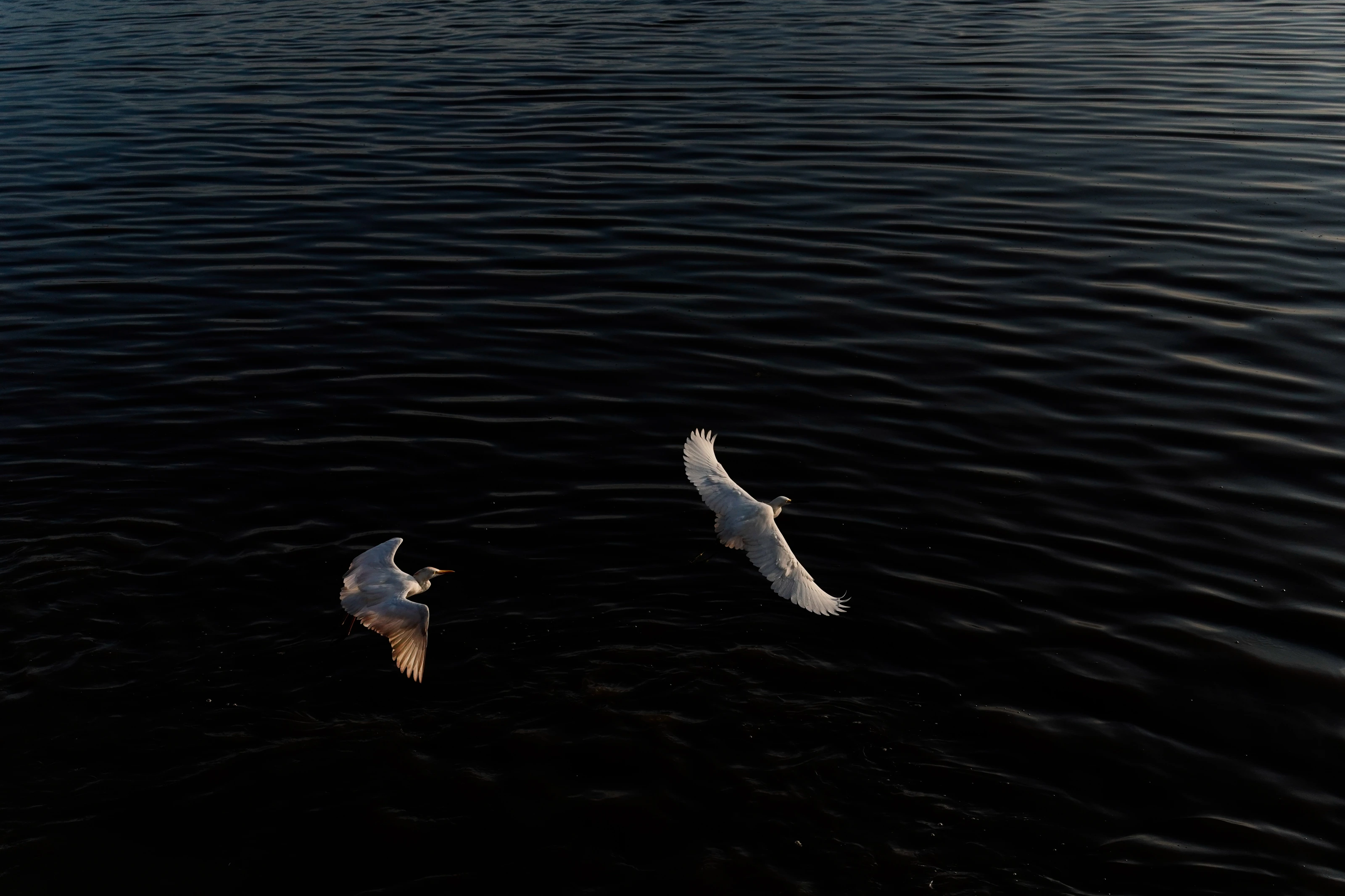 Two white birds over dark water